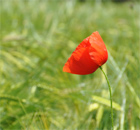 Gerste und Mohn, grün sucht rot